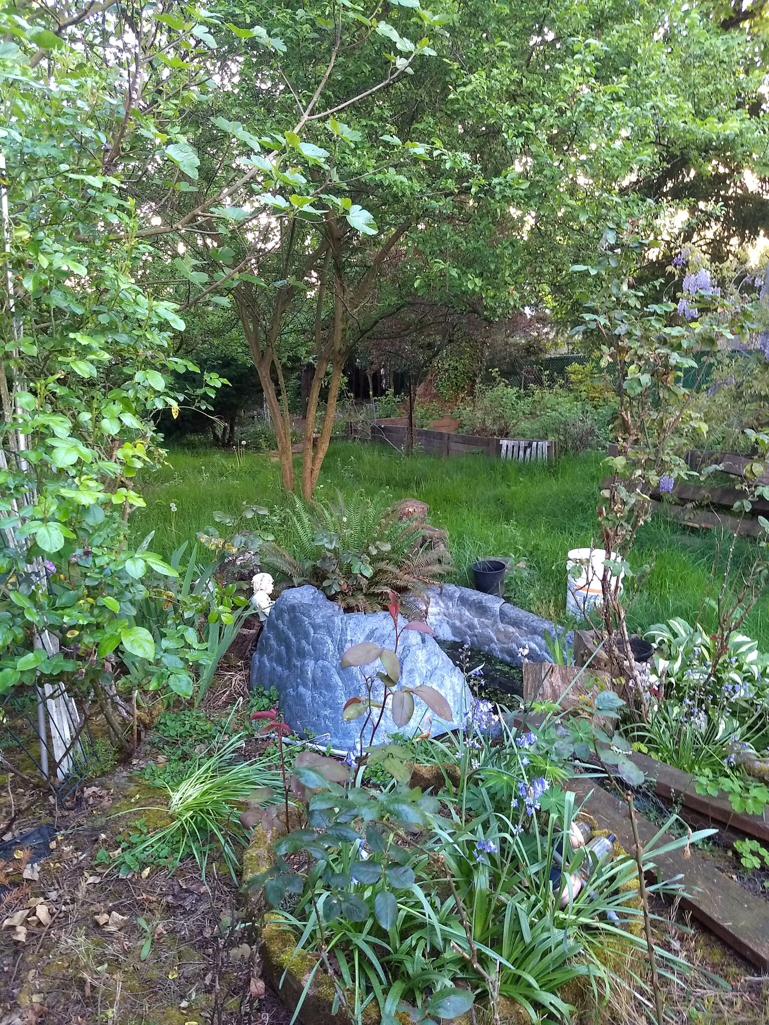 Backyard - 1530 Manor Dr
