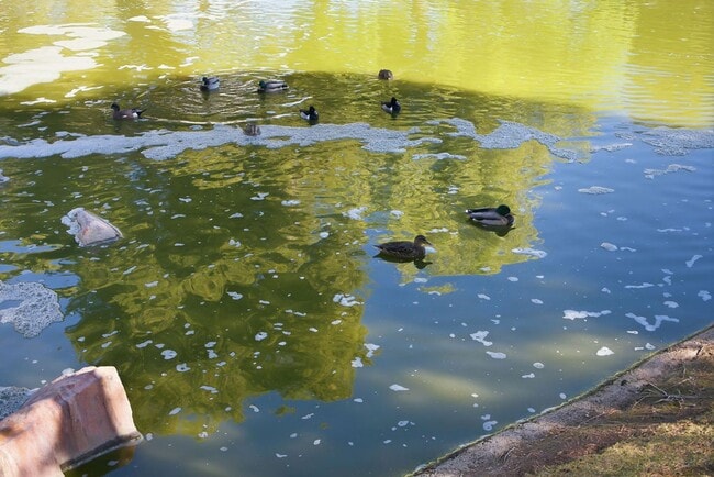 Building Photo - Updated 3-Bedroom Single-Story with 2-Car Garage