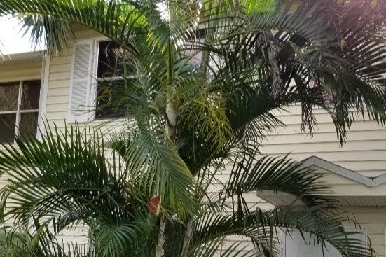 trees - 1875 NE 15th Ave