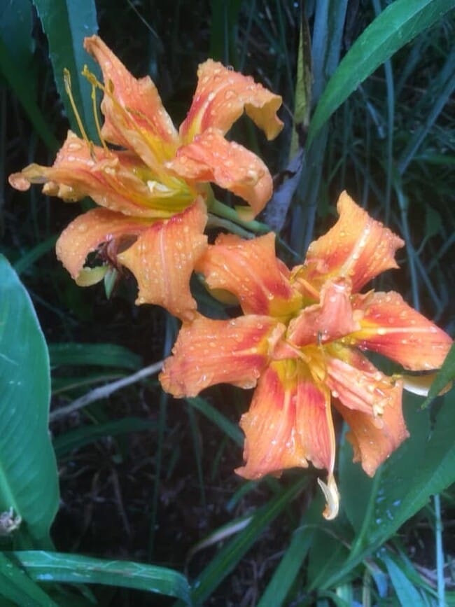 Building Photo - 49 Duke St