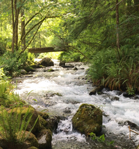 Building Photo - Creekside