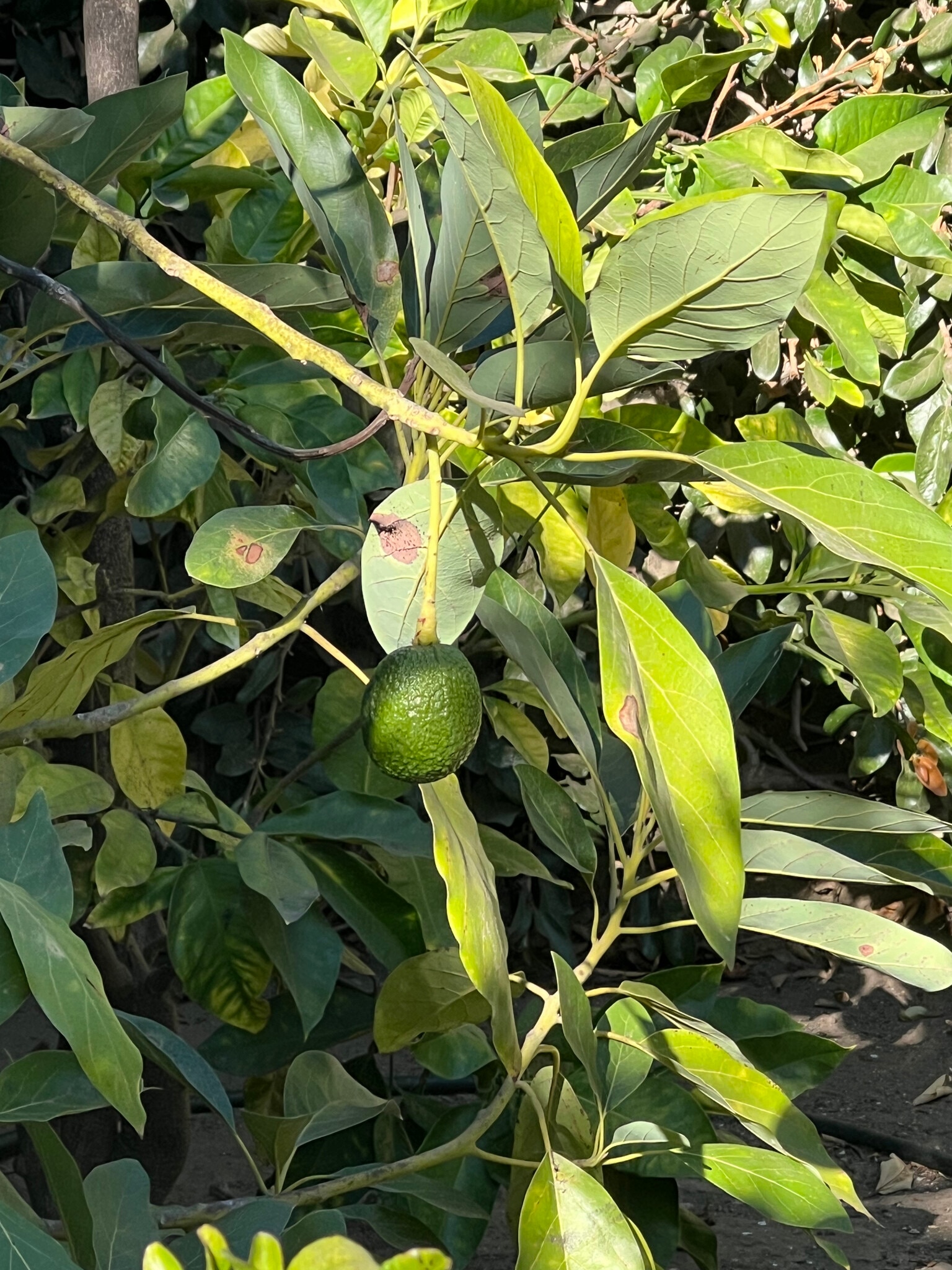 Building Photo - 1518 S Carmelina Ave