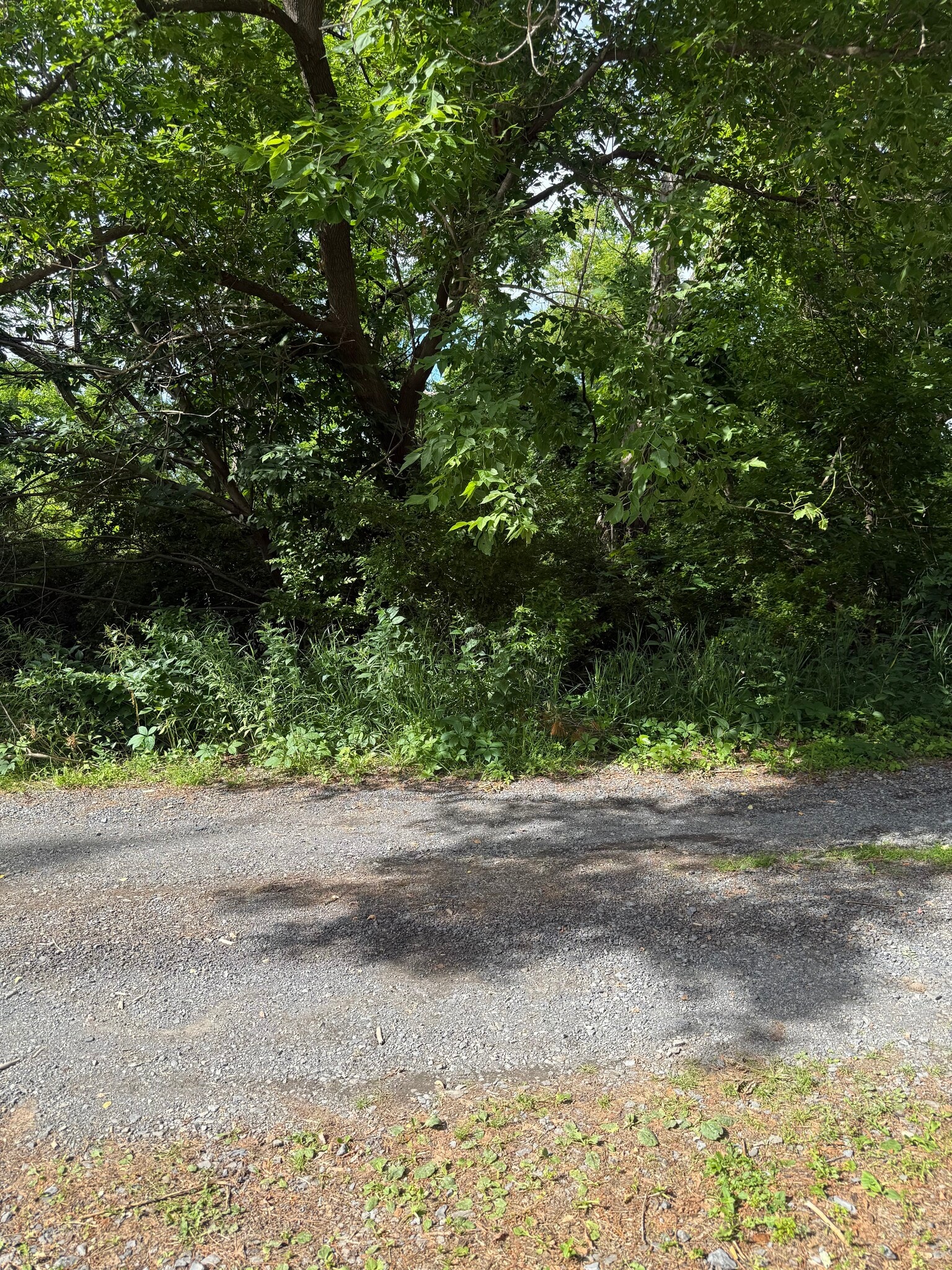 Parking - 918 Danby Rd