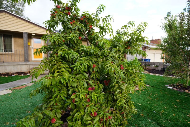 Building Photo - 4284 S Normandie Ln