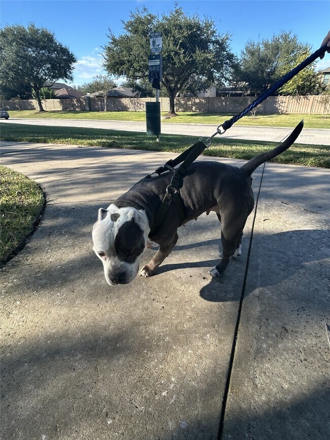 Building Photo - 18702 Desert Marigold Dr