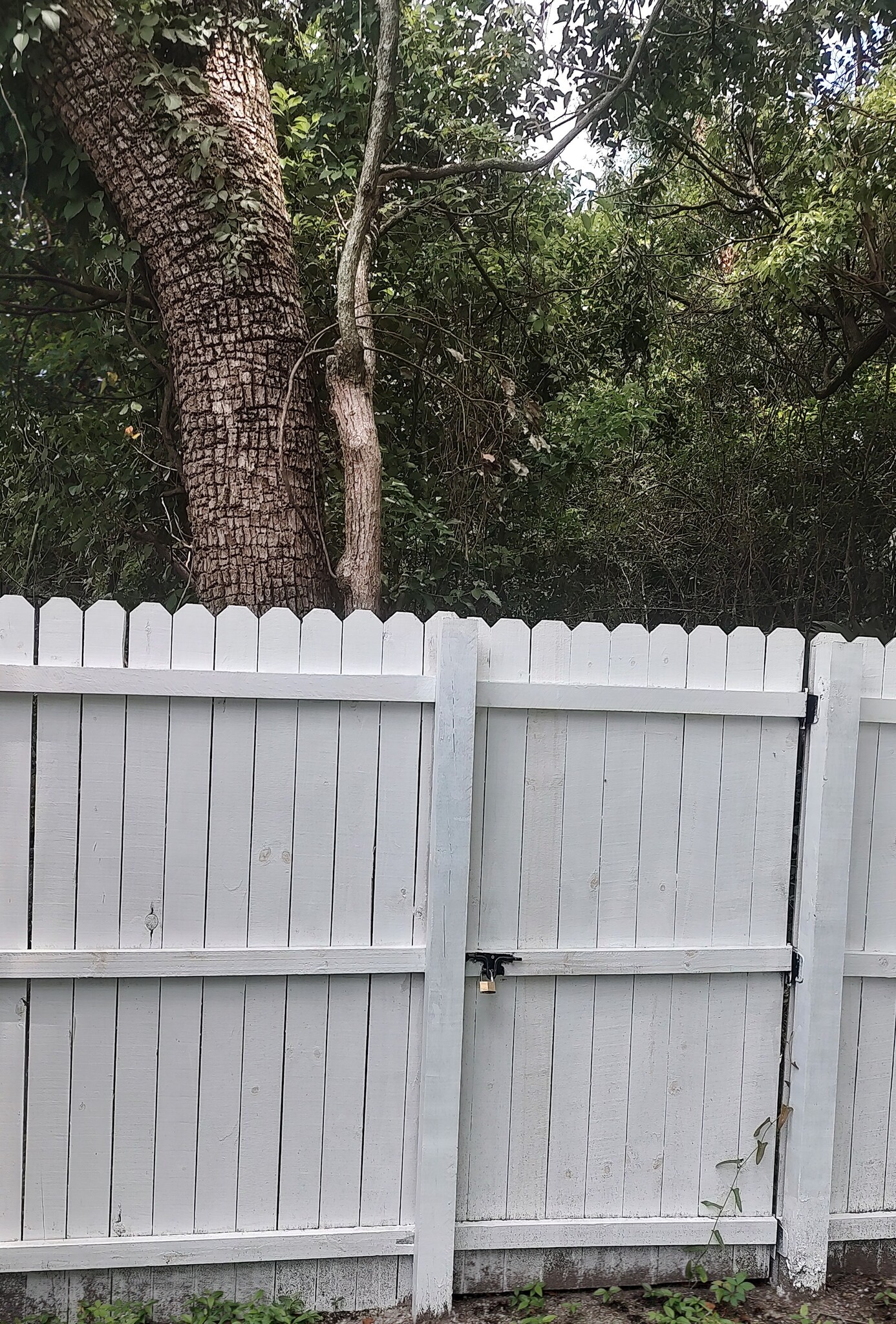 Home B privacy fence - 1200 N St