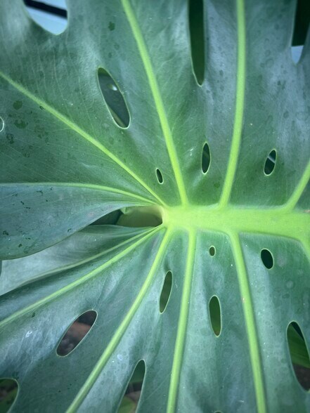 Building Photo - 1769 Puowaina Dr