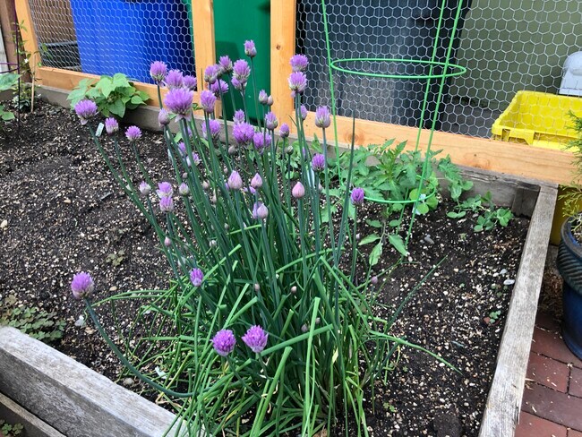 Patio gardens in the back make an urban oasis you'll love. - 4118 SW View Point Ter