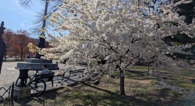 Building Photo - 118-82 Metropolitan Ave