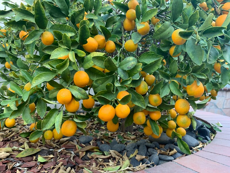 Building Photo - 8923 Grandville Cir