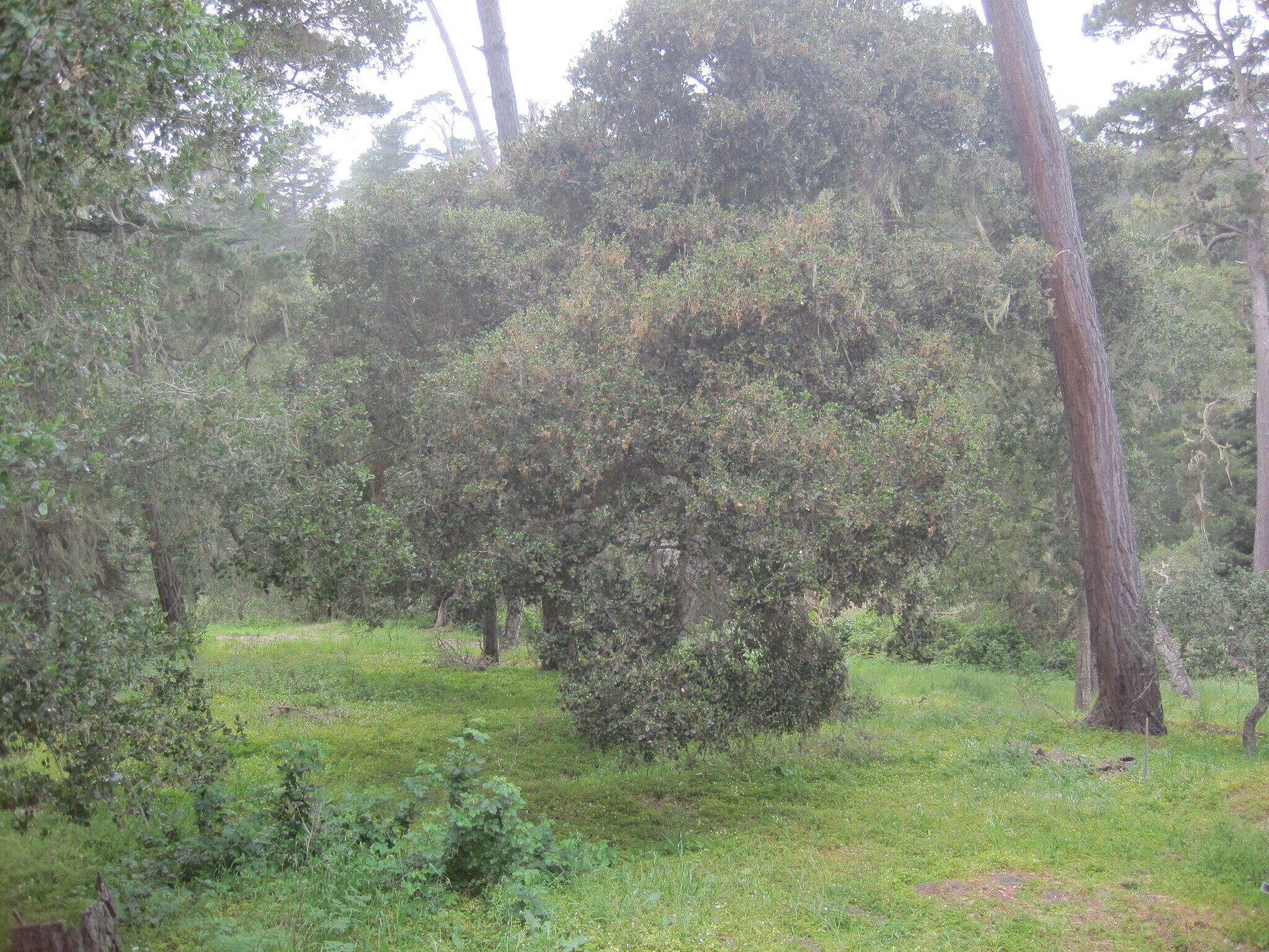 Building Photo - 24656 Pescadero Rd