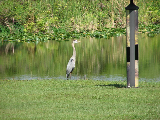 Blue Heron - 37461 Washington Loop Rd