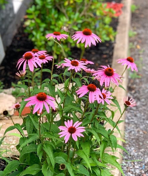 Building Photo - 155 Swart St