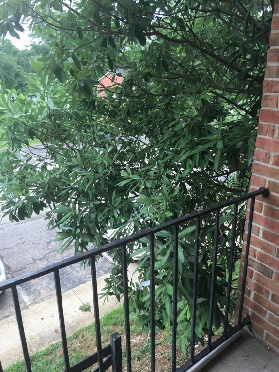 Patio tree and parking - 8010 Westover Dr