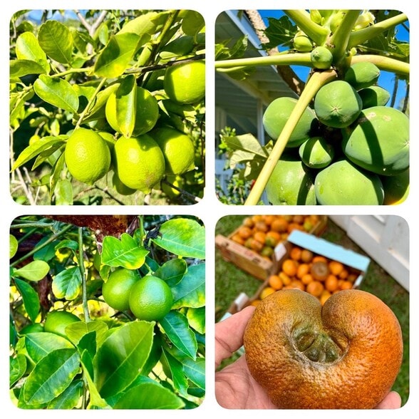 Building Photo - 3795 Kelii Pl