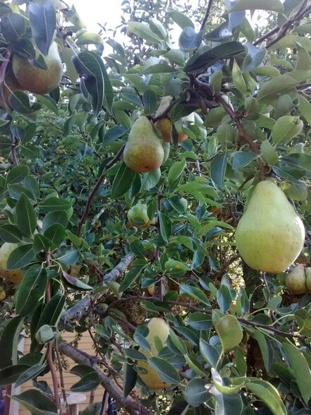 boutiful pear tree in back yard, plenty to share! - 819 Donovan Ave