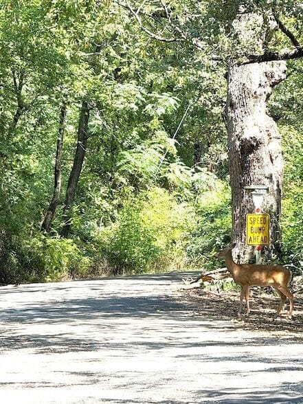 Building Photo - 409 Willow Dr