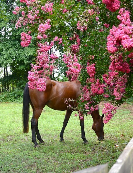 Building Photo - 932 Solen Williams Rd