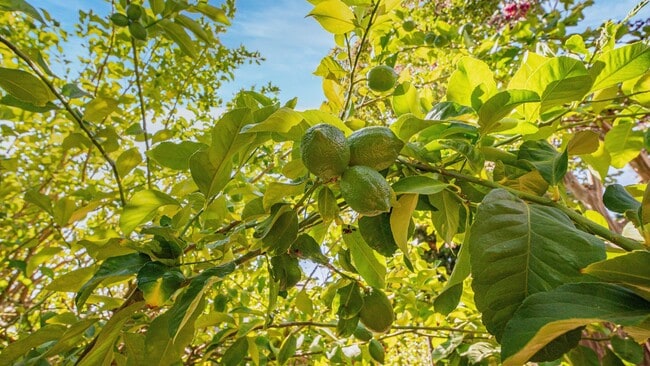 Building Photo - 4 BR/3BA Home in Laurel Creek with Park-Like Backyard!