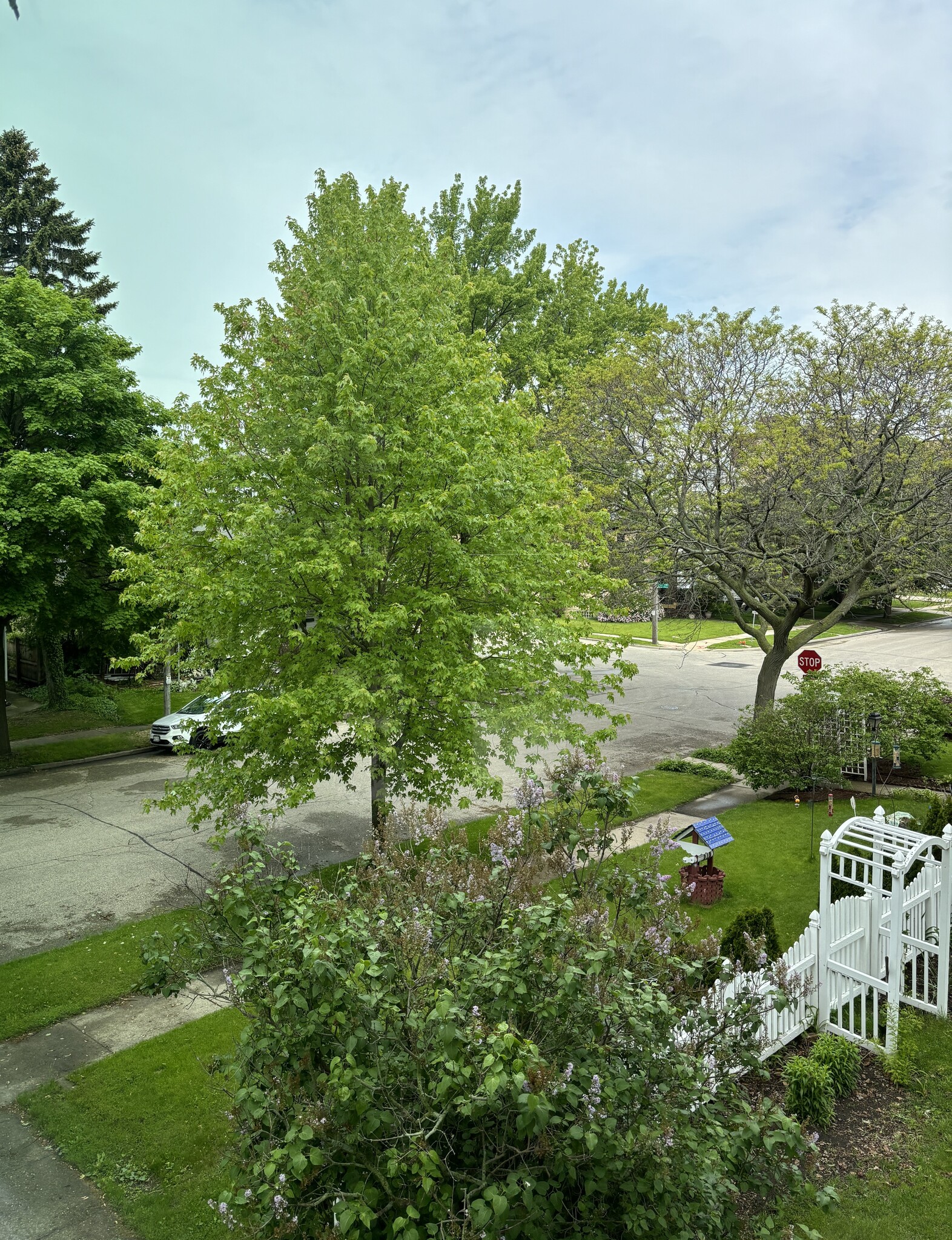 Tree lined avenue - 6015 5th Ave