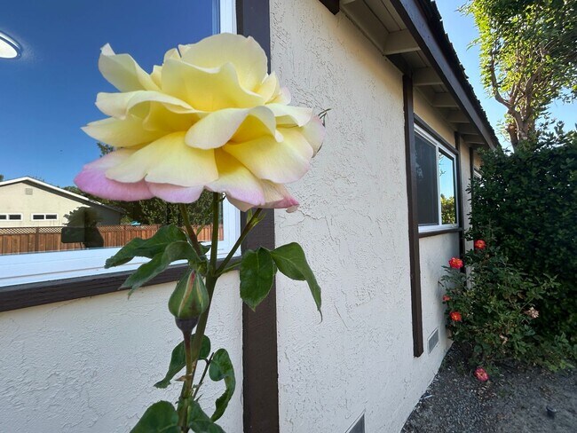 Building Photo - Beautifully Renovated 4 Bedroom 2 Bath Sin...