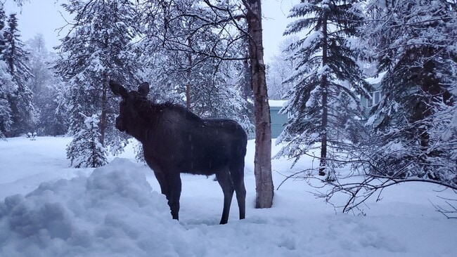Moose in shared courtyard - 817 W 19th Ave