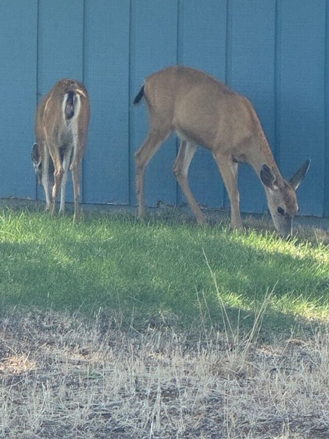 Building Photo - 3 Bedroom home in Lake California