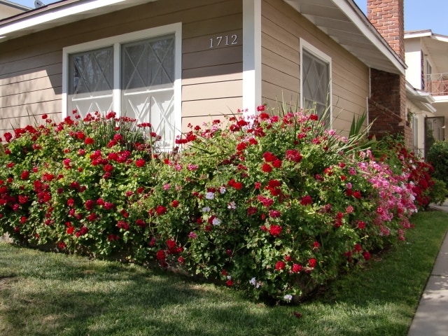 Front yard - 1712 Barry Ave