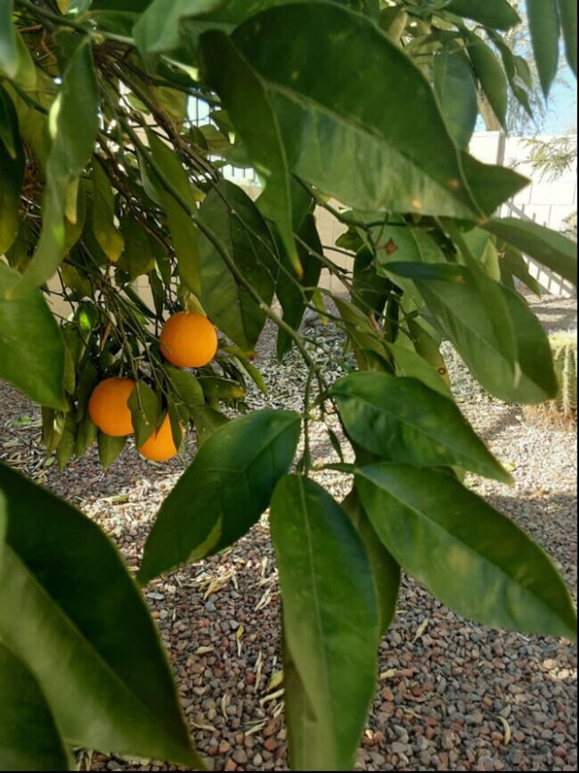 Building Photo - 1541 E Peregrine Trail
