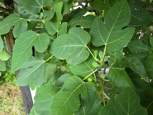 Building Photo - 24642 Cornell Park Ln