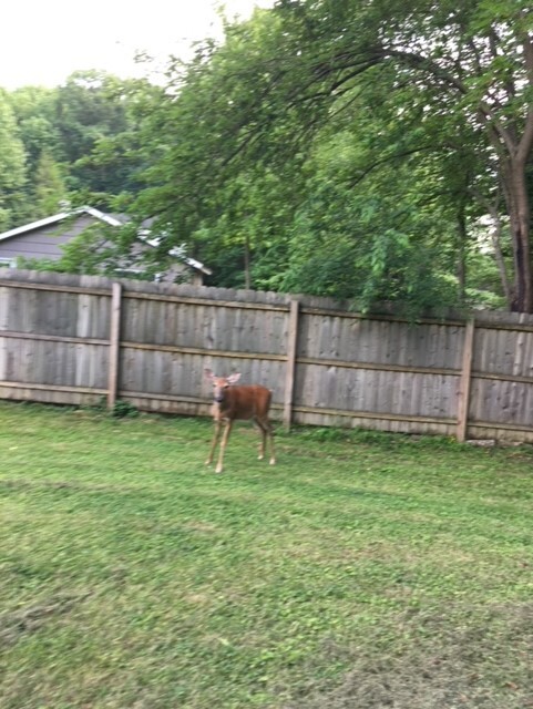 Shared Yard - 36 Berrien Ave