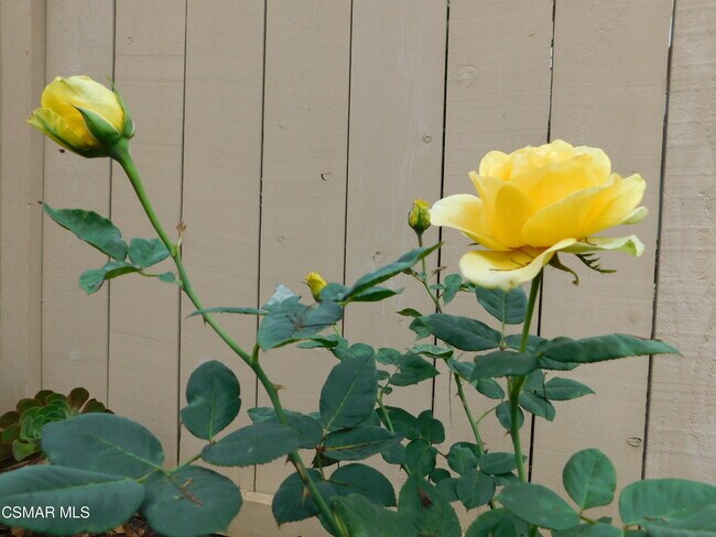 Building Photo - 4887 Santo Dr