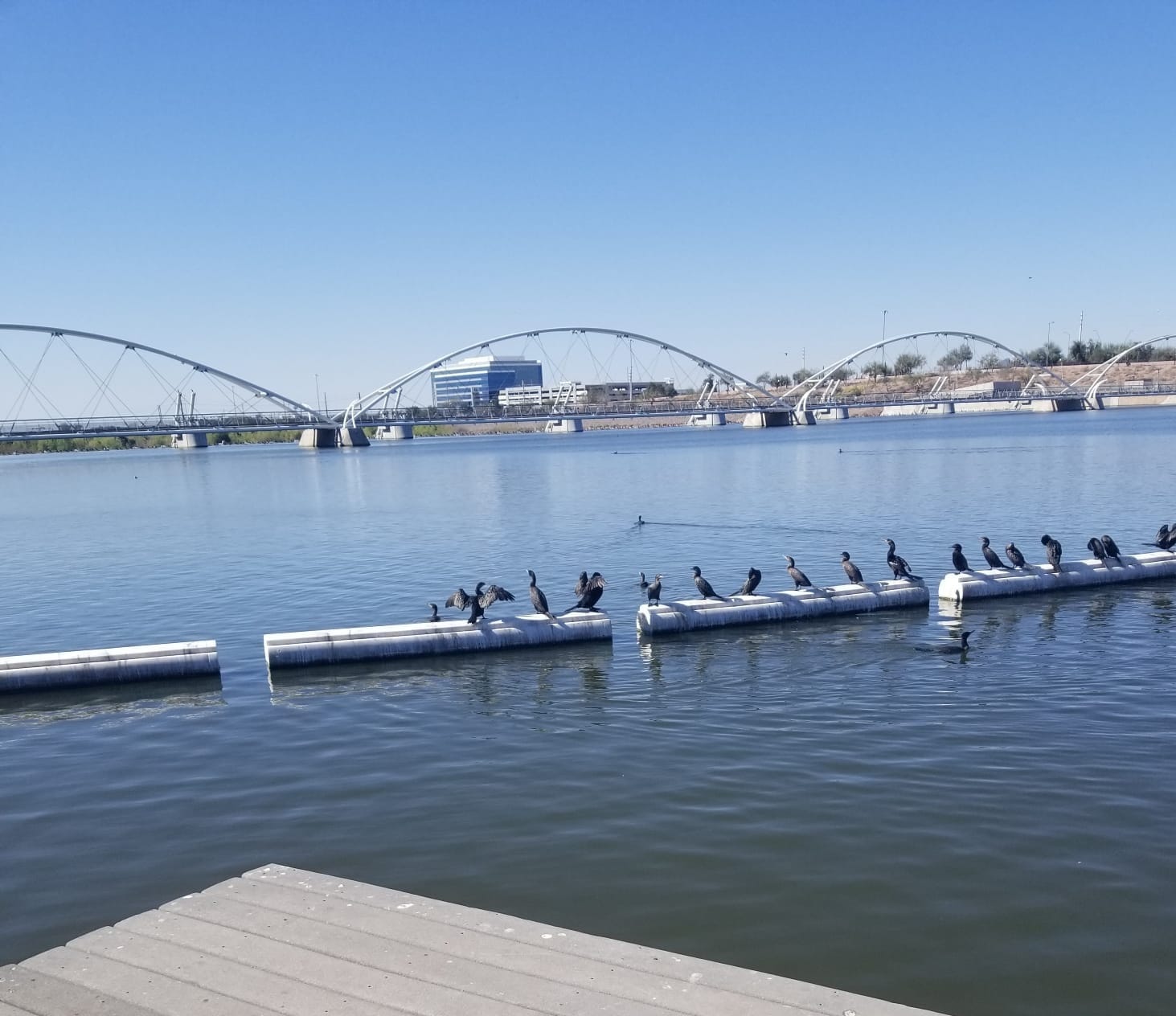 Tempe Town Lake - right across Rio Salado Pkwy - 435 W Rio Salado Pky