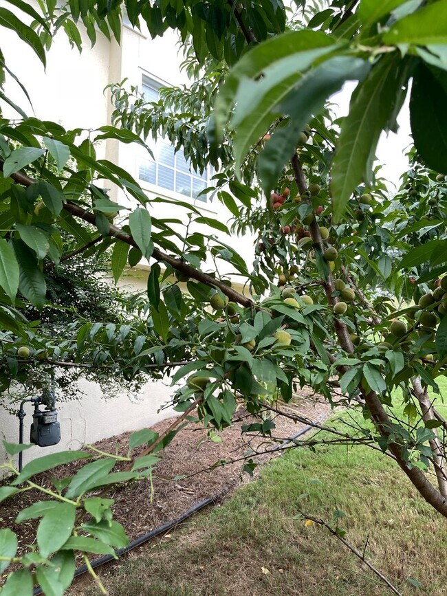 Building Photo - Chapel Hill Subdivision