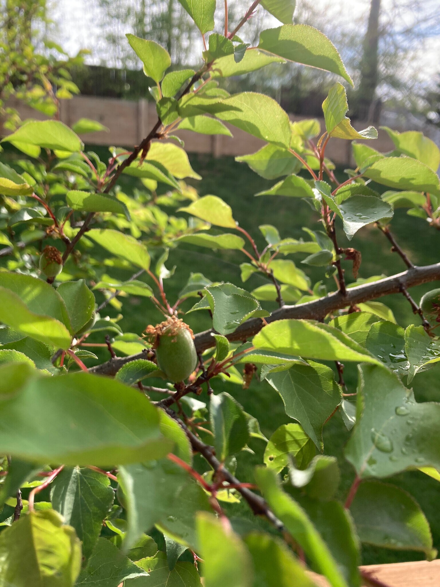 Building Photo - 3203 Trellis Ln