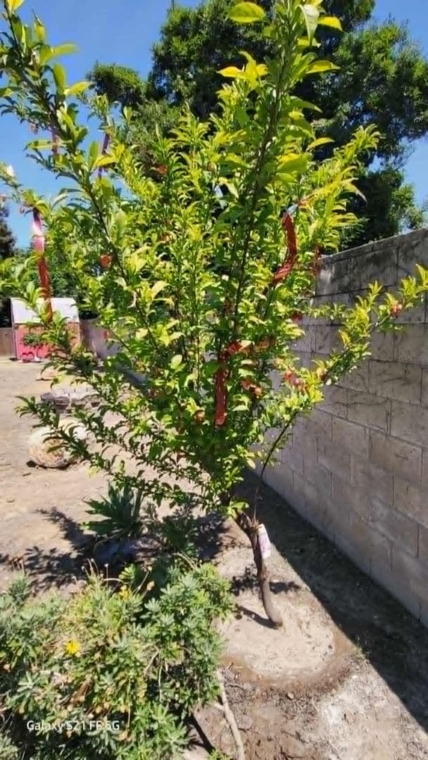Building Photo - Immaculate 3 Bedroom 2 Bath House locate w...