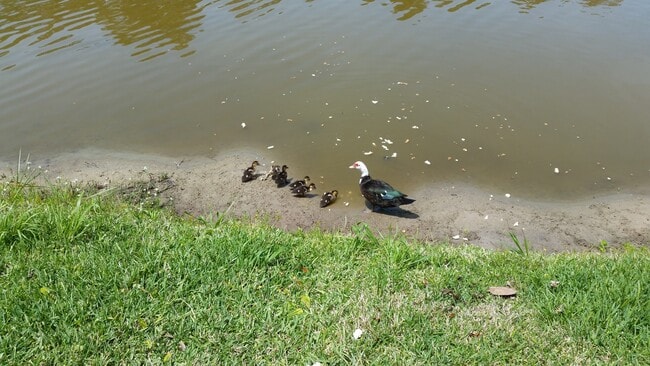 Building Photo - 237 N Hidden Tree Dr