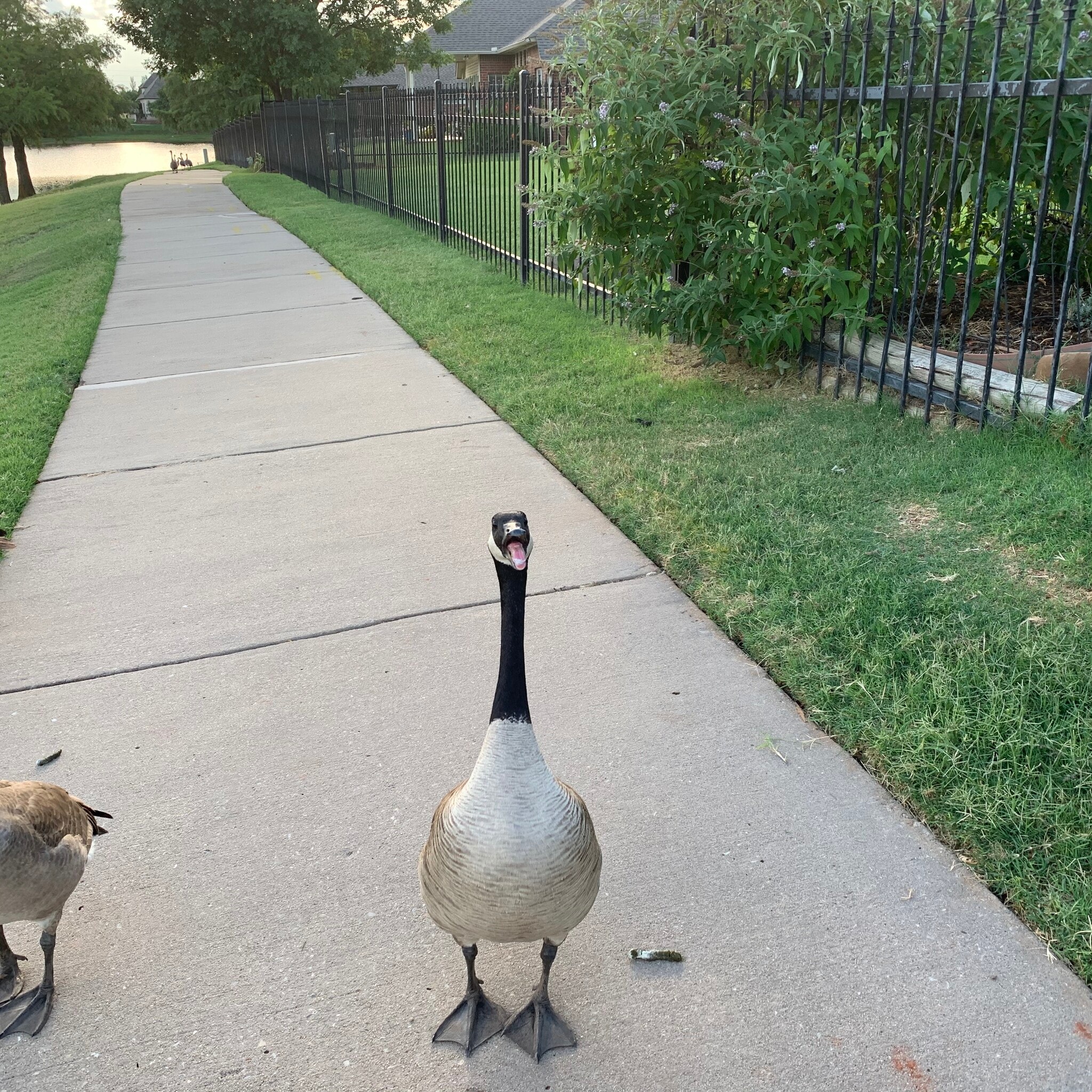 Goose - 107 Boulevard du Lac