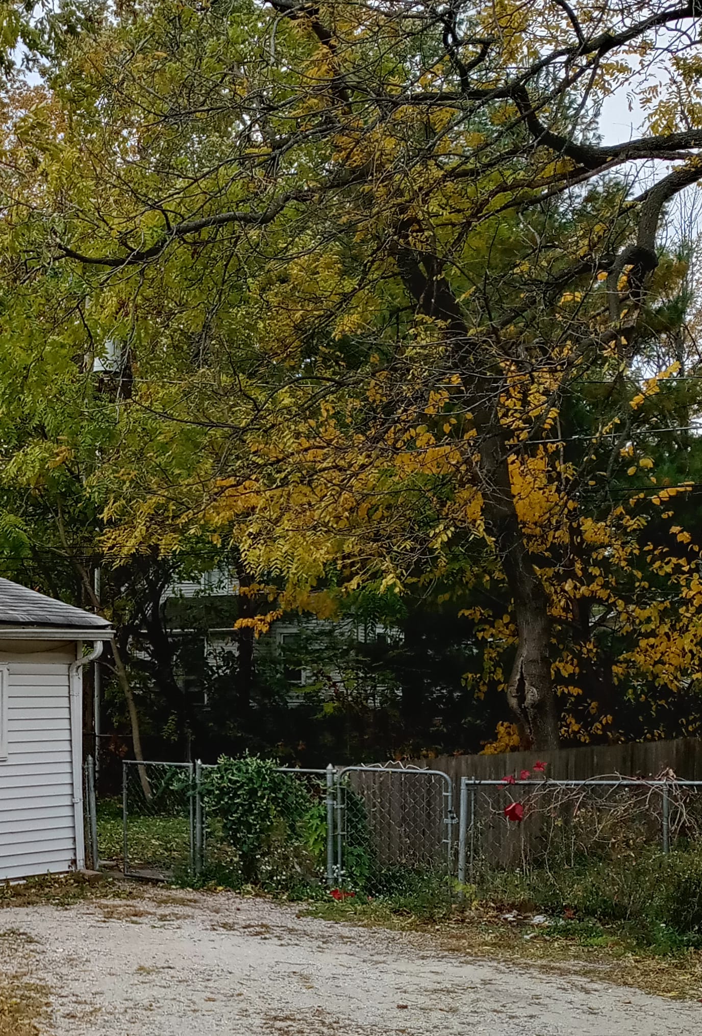 25x40 ft enclosed dog run - 204 W Ells Ave