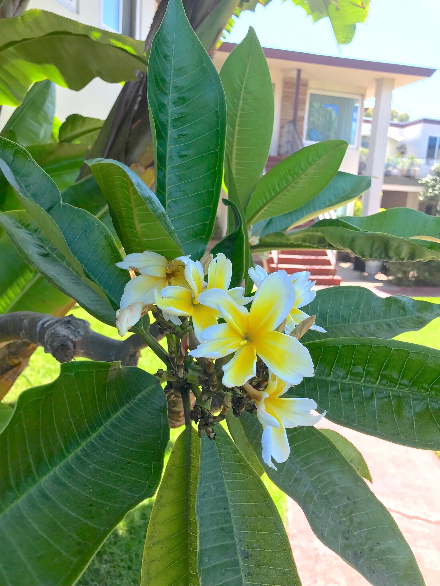 Courtyard - 8231 Camino Del Oro