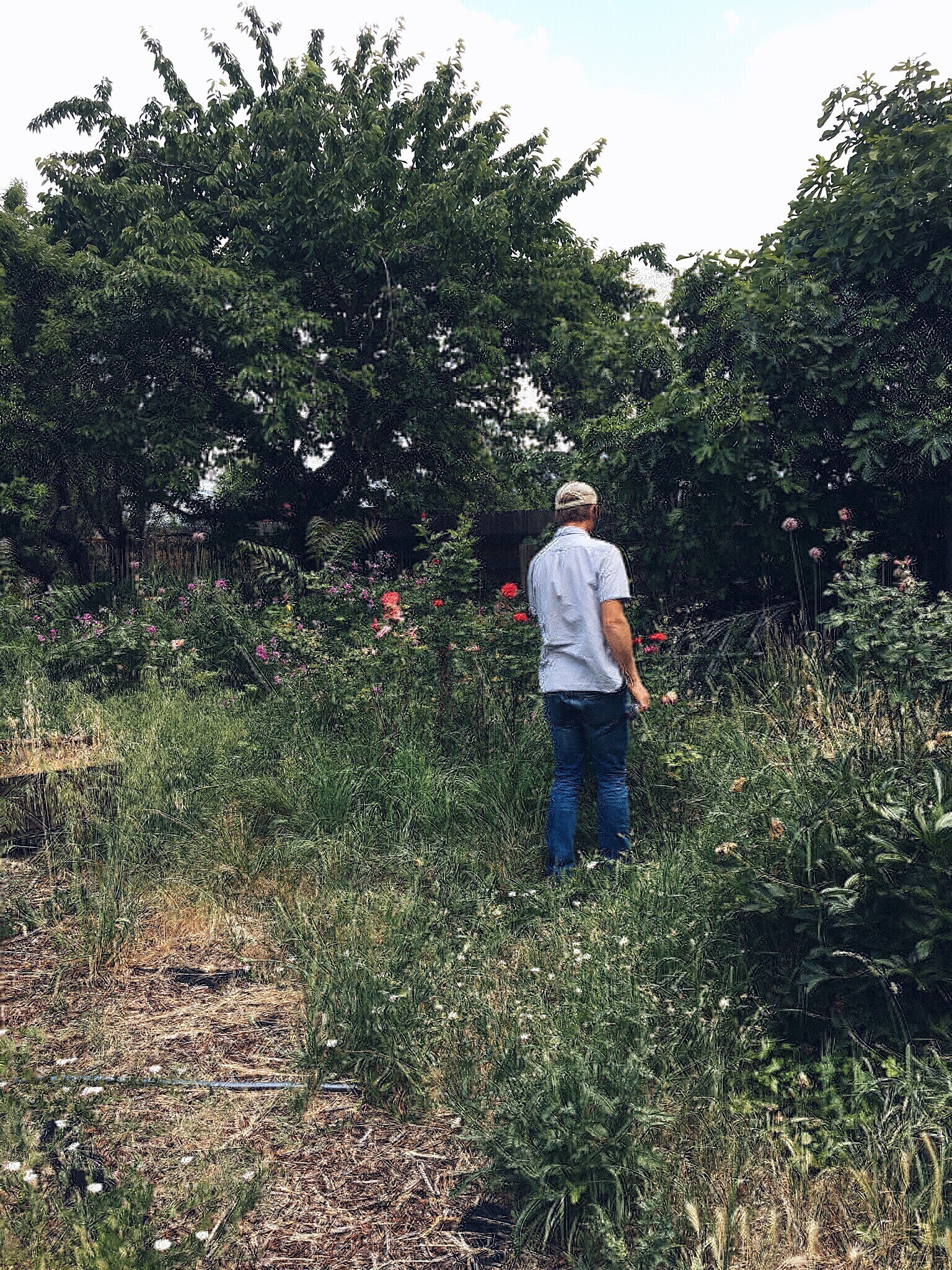 Backyard - 4219 Colver Rd