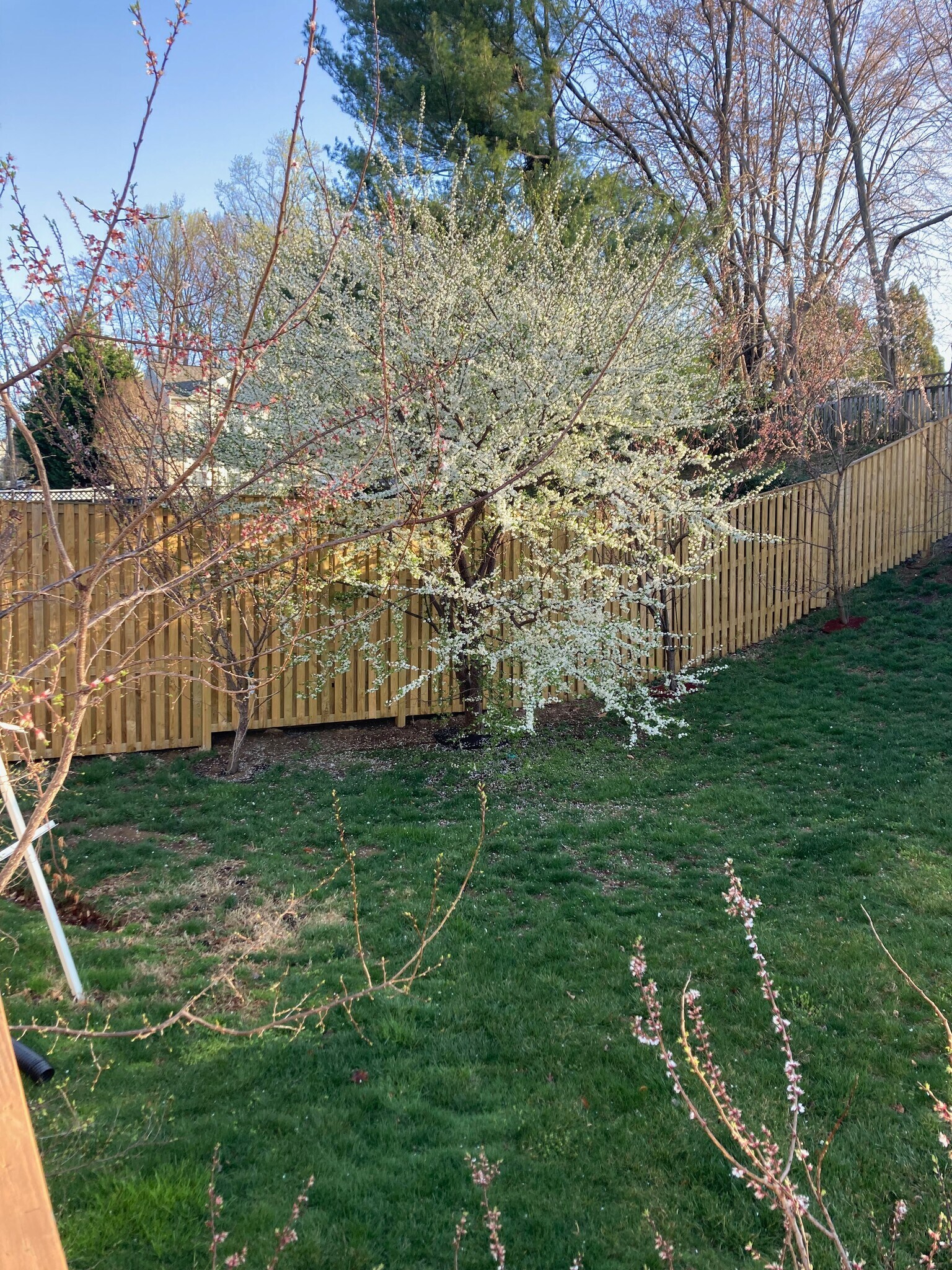 Building Photo - 3203 Trellis Ln