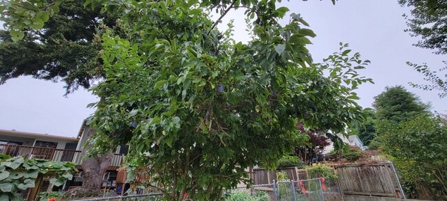 Building Photo - Cozy South Beacon Hill Cottage with 2 bedrooms, bonus room, and large yard with territorial views