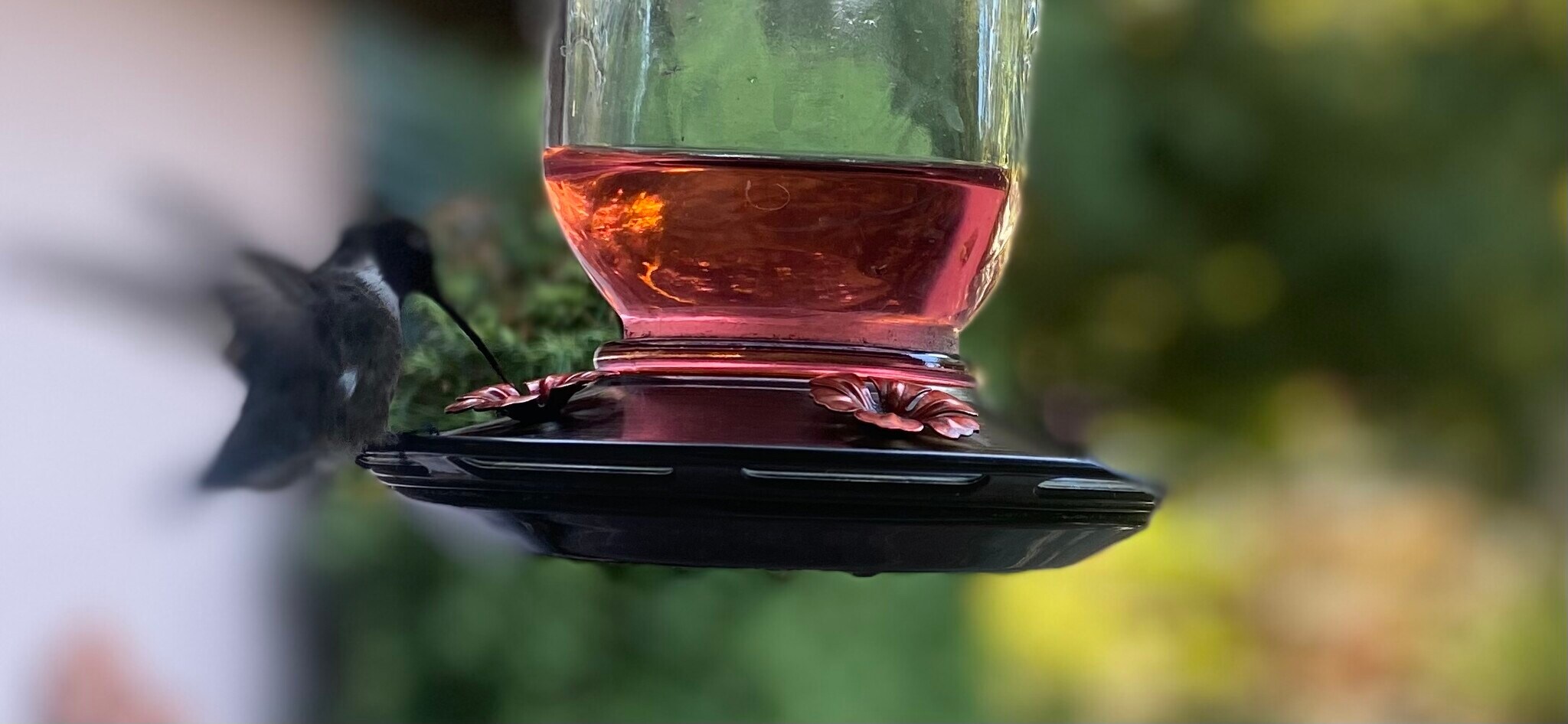 We have hummers! - 639 Oak Ave