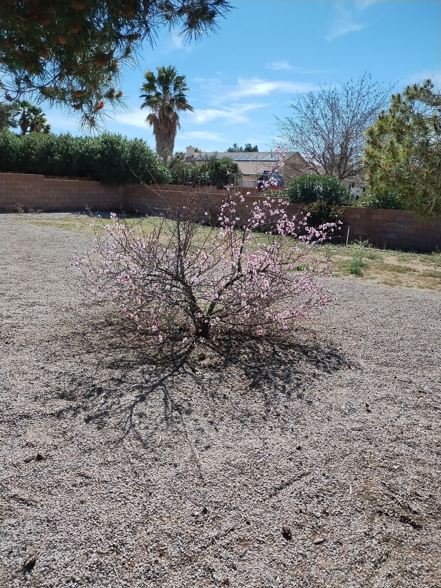 Building Photo - 2695 Broken Arrow St