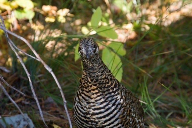 Grouse - 9491 Miller Creek Rd