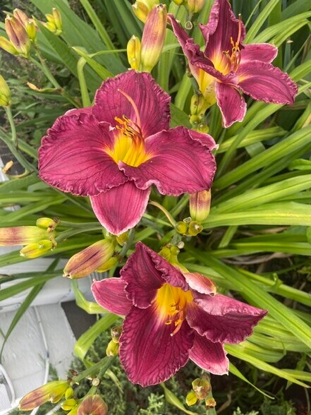 More flowers... - 322 3rd Ave SE
