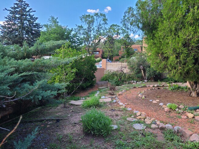 Back yard - 103 El Alamo St