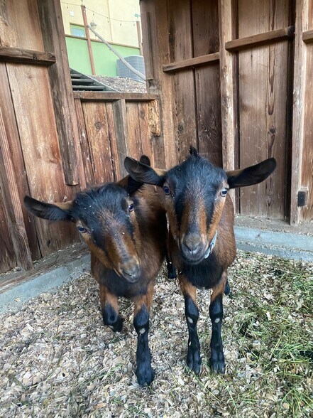 Binky and Dinky - 5760 Colodny Dr