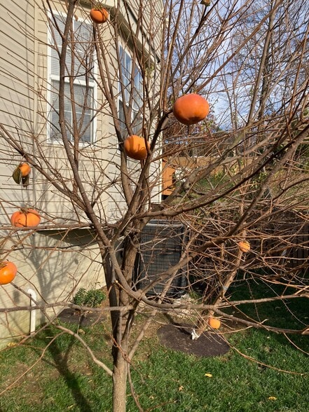 Building Photo - 3203 Trellis Ln